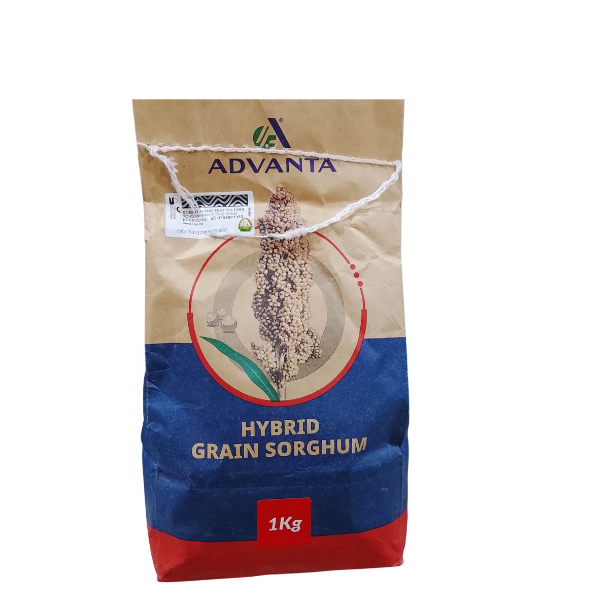 GRAIN SORGHUM