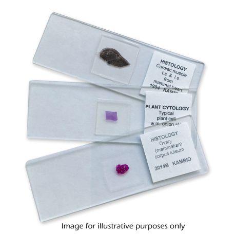 MICROSCOPE PREPARED SLIDE